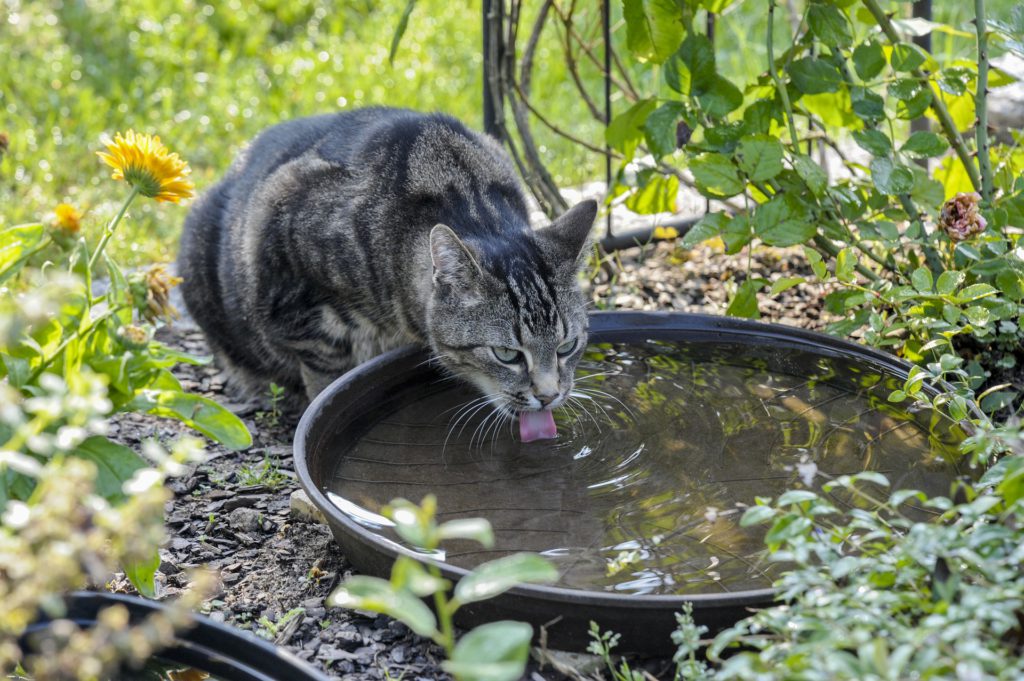 Chat qui lape de l'eau